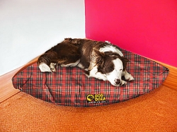 Corner Dog Bed - Waterproof Various Sizes & Colours